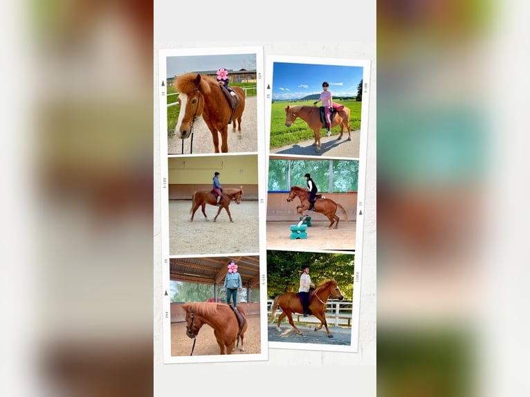 Pony Islandese Stallone 20 Anni 148 cm Sauro in Stra