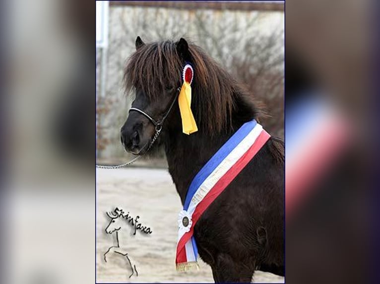 Pony Islandese Stallone 22 Anni Morello in Stapelfeld