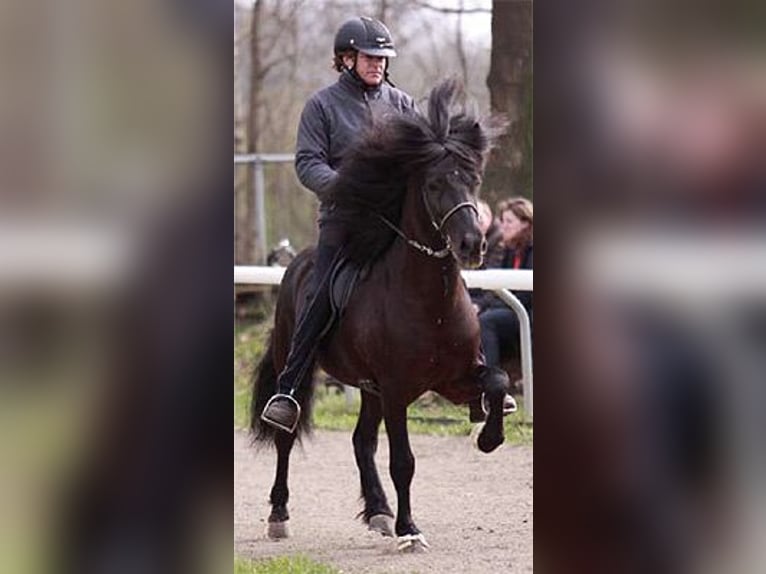 Pony Islandese Stallone 22 Anni Morello in Stapelfeld