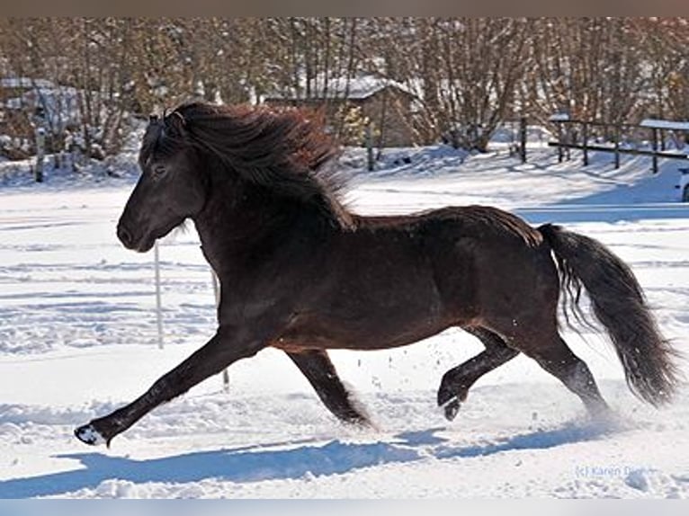 Pony Islandese Stallone 22 Anni Morello in Stapelfeld