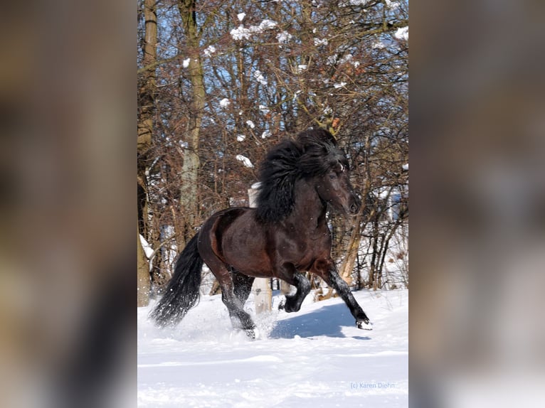 Pony Islandese Stallone 22 Anni Morello in Stapelfeld