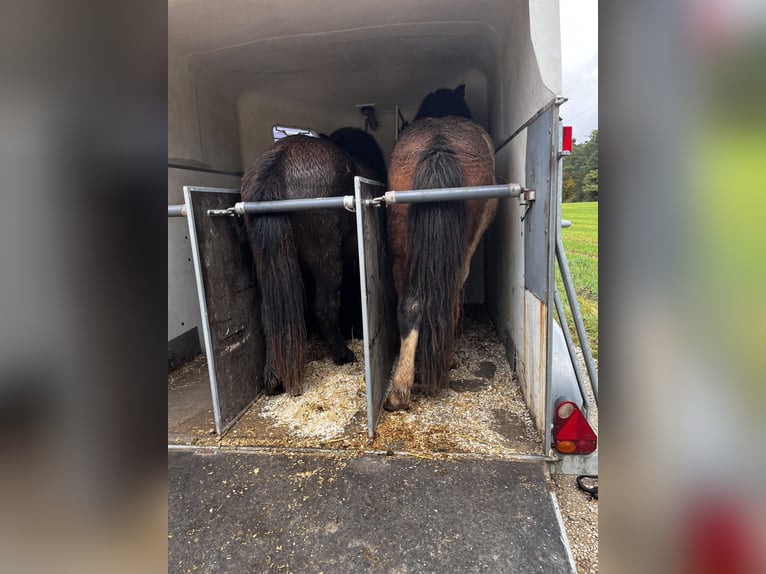 Pony Islandese Stallone 2 Anni 130 cm Morello in Lauterhofen