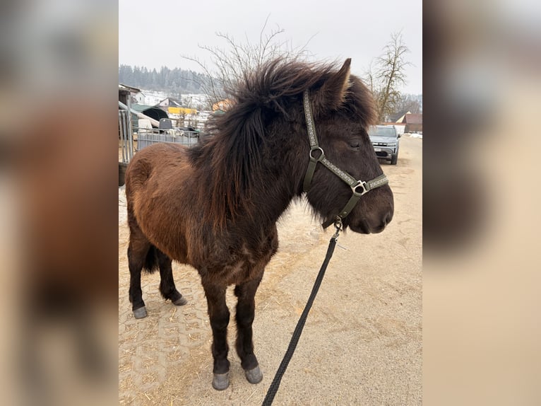 Pony Islandese Stallone 2 Anni 130 cm Morello in Lauterhofen