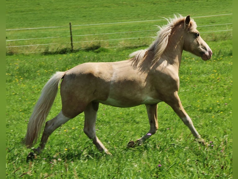 Pony Islandese Stallone 2 Anni 136 cm Bianco in Saarland