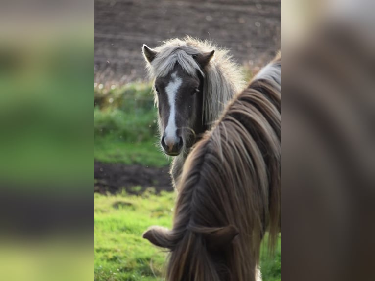 Pony Islandese Stallone 2 Anni 137 cm in Blunk