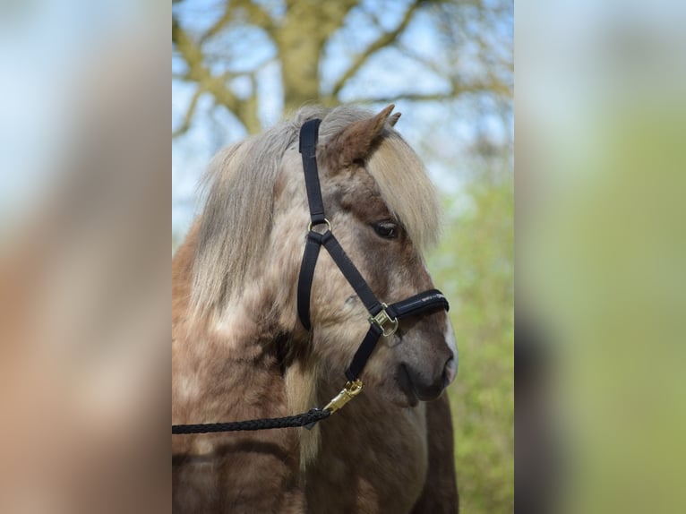 Pony Islandese Stallone 2 Anni 137 cm in Blunk