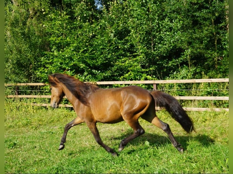 Pony Islandese Stallone 2 Anni 138 cm Baio chiaro in Sittensen