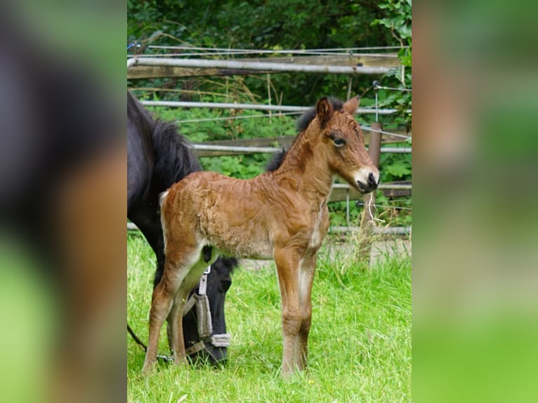 Pony Islandese Stallone 2 Anni 138 cm Baio chiaro in Sittensen