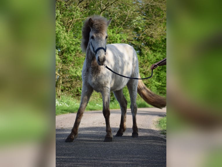 Pony Islandese Stallone 2 Anni 139 cm in Blunk