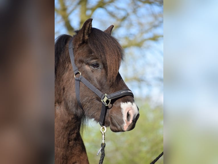 Pony Islandese Stallone 2 Anni 140 cm in Blunk