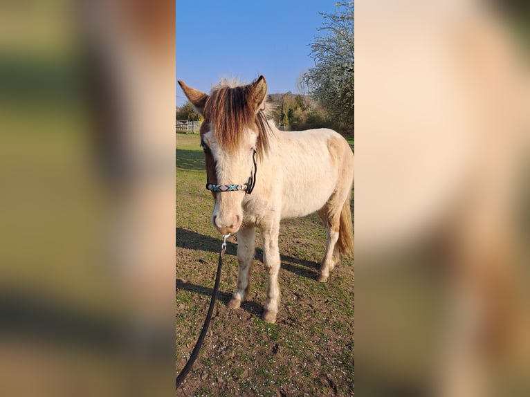 Pony Islandese Stallone 2 Anni 140 cm  in Saarbrücken