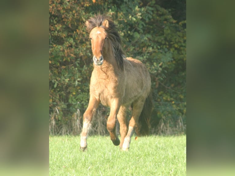 Pony Islandese Stallone 2 Anni 140 cm Falbo in Südlohn