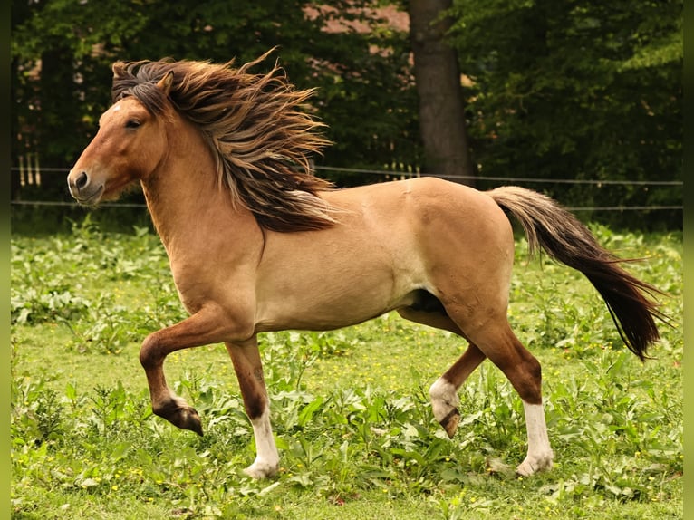 Pony Islandese Stallone 2 Anni 140 cm Falbo in Südlohn