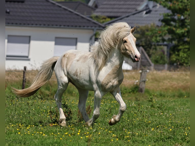 Pony Islandese Stallone 2 Anni 140 cm Palomino in S&#xFC;dlohn