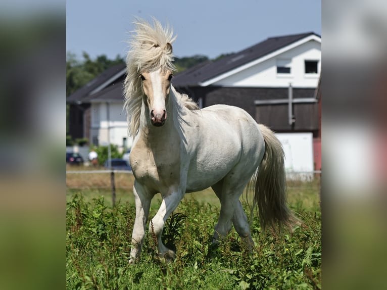 Pony Islandese Stallone 2 Anni 140 cm Palomino in S&#xFC;dlohn