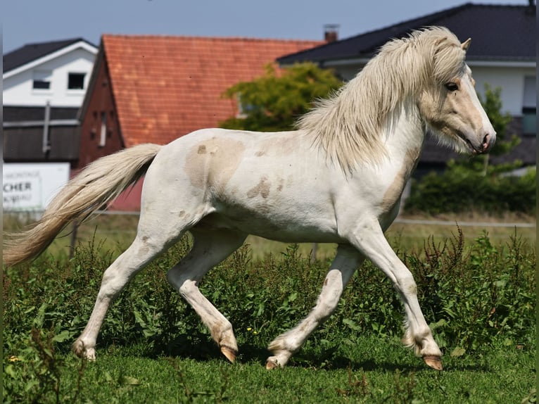 Pony Islandese Stallone 2 Anni 140 cm Palomino in S&#xFC;dlohn