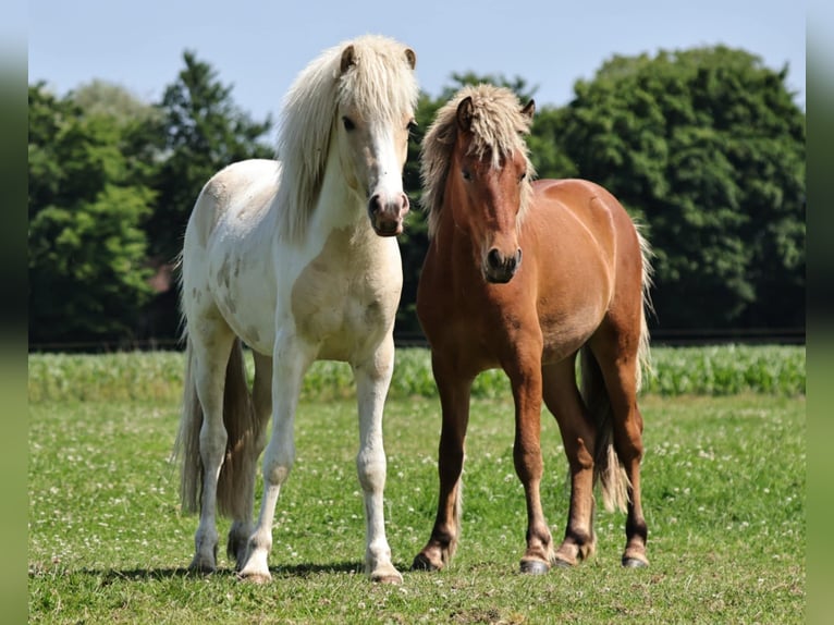 Pony Islandese Stallone 2 Anni 140 cm Palomino in S&#xFC;dlohn