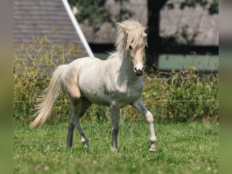 Pony Islandese Stallone 2 Anni 140 cm Palomino in S&#xFC;dlohn