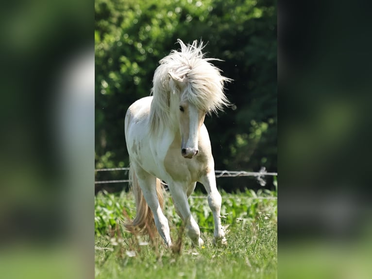 Pony Islandese Stallone 2 Anni 140 cm Palomino in S&#xFC;dlohn