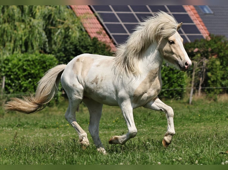 Pony Islandese Stallone 2 Anni 140 cm Palomino in S&#xFC;dlohn