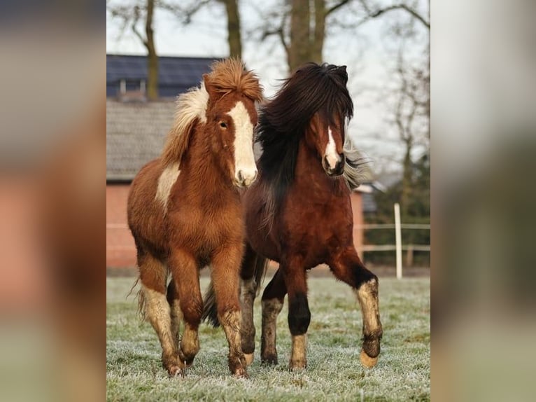 Pony Islandese Stallone 2 Anni 140 cm Tobiano-tutti i colori in Winterswijk Kotten