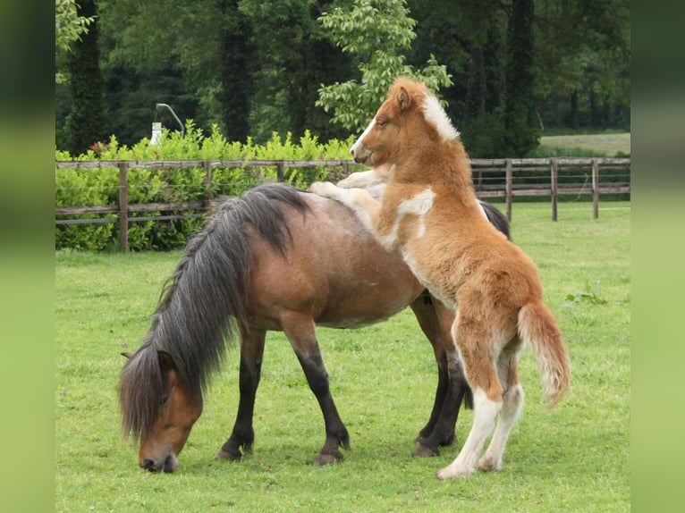 Pony Islandese Stallone 2 Anni 140 cm Tobiano-tutti i colori in Winterswijk Kotten