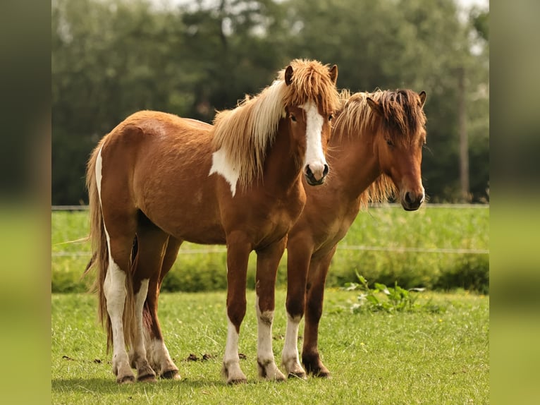 Pony Islandese Stallone 2 Anni 140 cm Tobiano-tutti i colori in Winterswijk Kotten