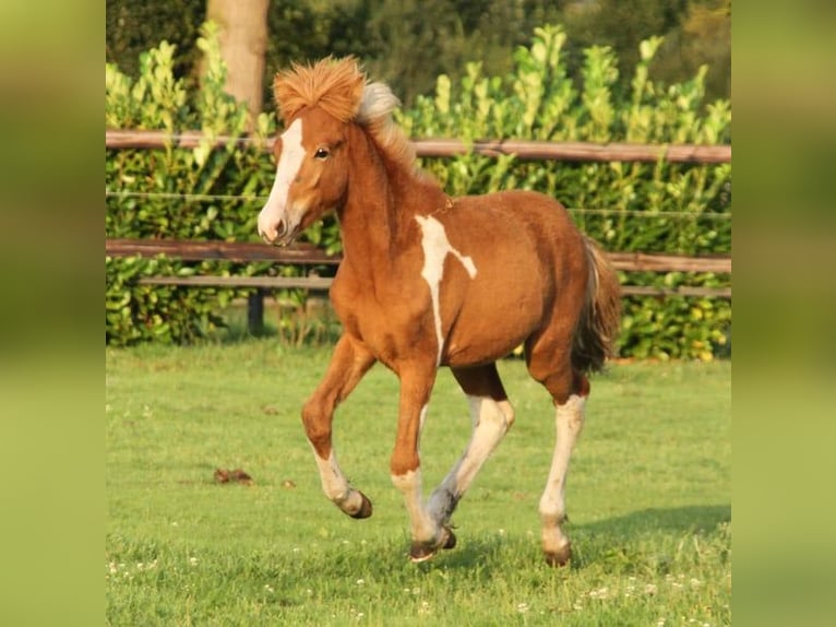 Pony Islandese Stallone 2 Anni 140 cm Tobiano-tutti i colori in Winterswijk Kotten