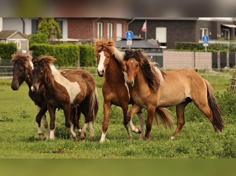 Pony Islandese Stallone 2 Anni 140 cm Tobiano-tutti i colori in Winterswijk Kotten