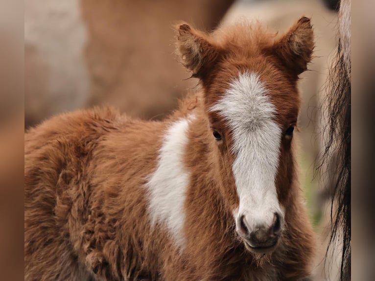 Pony Islandese Stallone 2 Anni 140 cm Tobiano-tutti i colori in Winterswijk Kotten