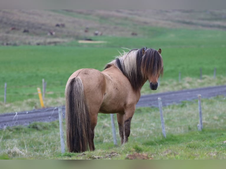 Pony Islandese Stallone 2 Anni 145 cm Falbo in Fröstlberg