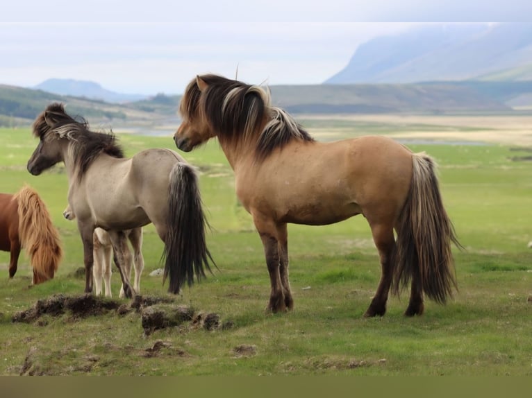 Pony Islandese Stallone 2 Anni 145 cm Falbo in Fröstlberg