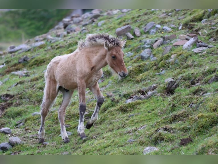 Pony Islandese Stallone 2 Anni 145 cm Falbo in Fröstlberg