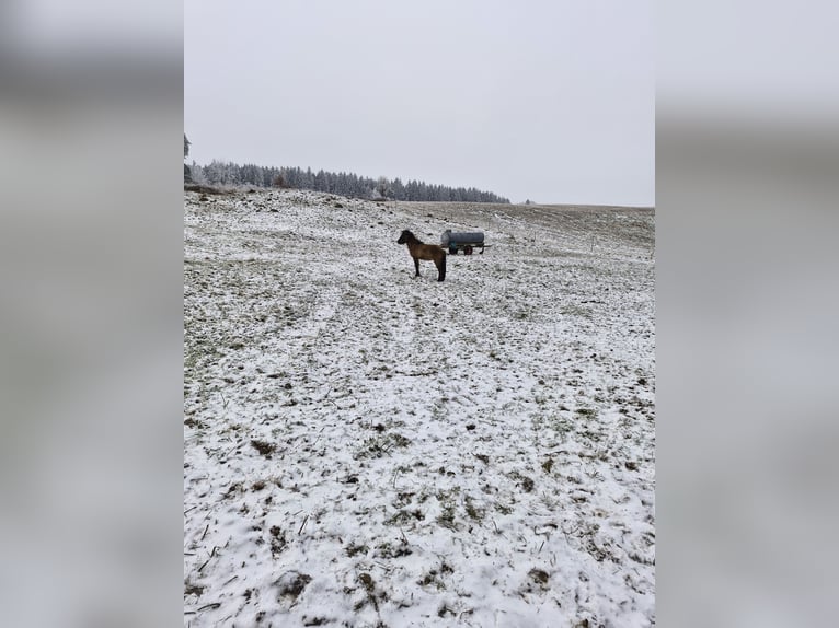 Pony Islandese Stallone 2 Anni  in Markt Wald