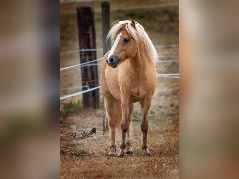 Pony Islandese Stallone 2 Anni Falbo in Wadern