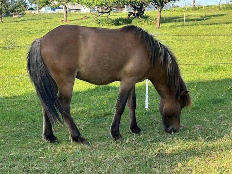Pony Islandese Stallone 2 Anni Falbo in Wadern