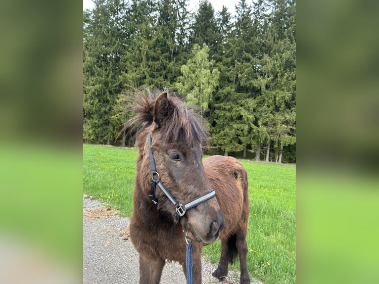 Pony Islandese Stallone 2 Anni Morello in Eggenfelden