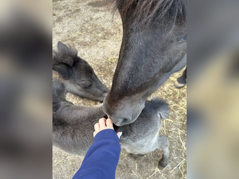 Pony Islandese Stallone 2 Anni Morello in Eggenfelden