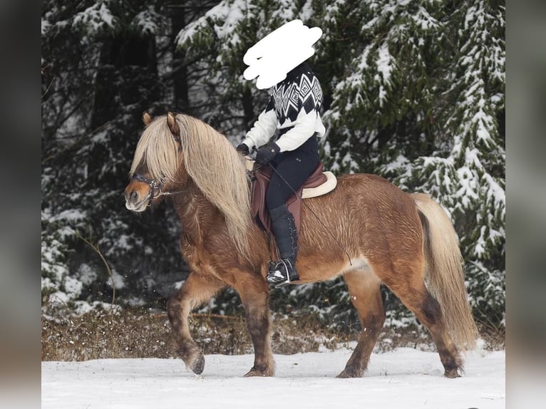 Pony Islandese Stallone 2 Anni Morello in Eggenfelden