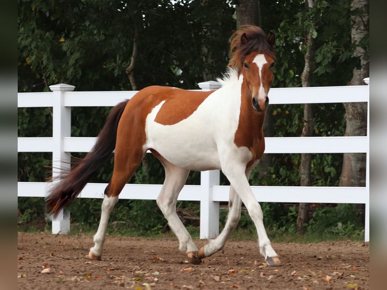Pony Islandese Stallone 2 Anni Pezzato in Oberlangen