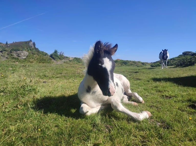 Pony Islandese Stallone 2 Anni Pezzato in Bad Hofgastein