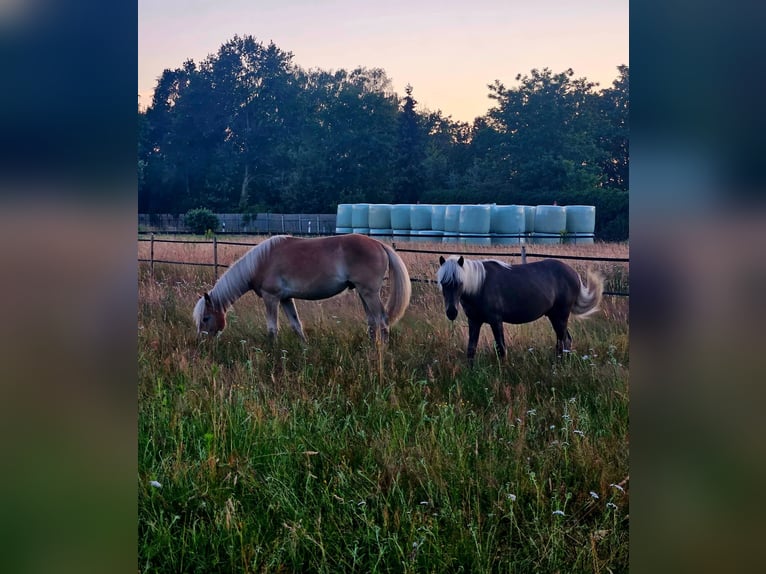Pony Islandese Mix Stallone 3 Anni 125 cm in Neustadt am Rübenberge