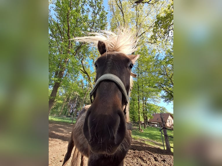 Pony Islandese Mix Stallone 3 Anni 125 cm in Neustadt am Rübenberge