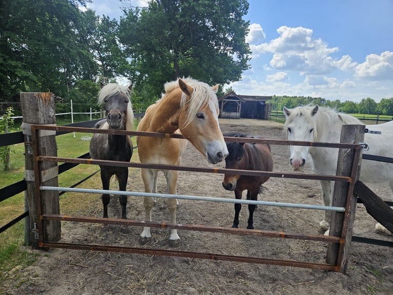 Pony Islandese Mix Stallone 3 Anni 125 cm in Neustadt am Rübenberge