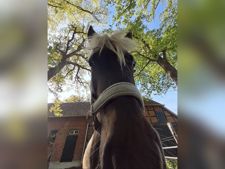 Pony Islandese Mix Stallone 3 Anni 125 cm in Neustadt am Rübenberge