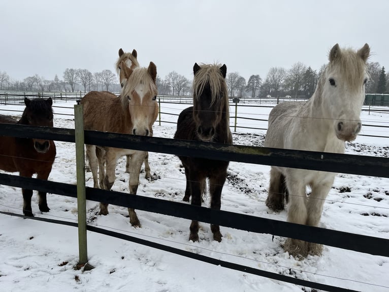 Pony Islandese Mix Stallone 3 Anni 125 cm in Neustadt am Rübenberge