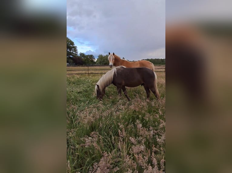 Pony Islandese Mix Stallone 3 Anni 125 cm in Neustadt am Rübenberge