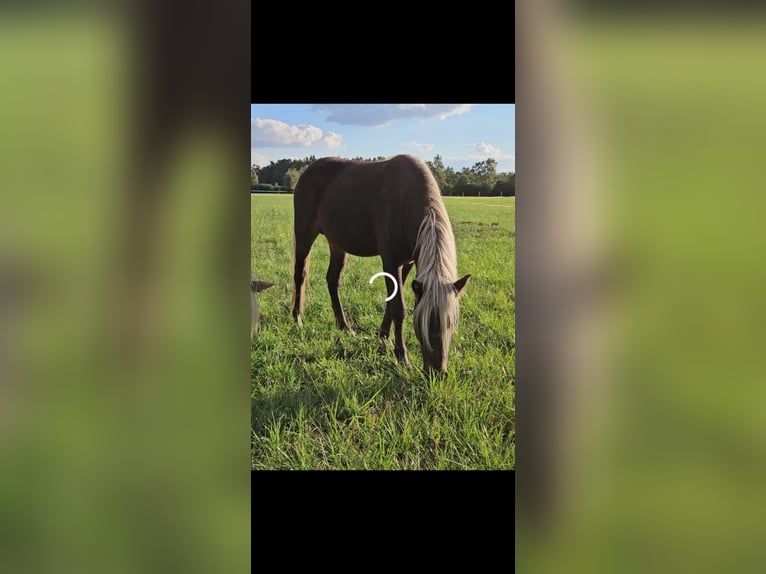 Pony Islandese Mix Stallone 3 Anni 125 cm in Neustadt am Rübenberge
