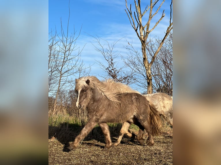 Pony Islandese Stallone 3 Anni 137 cm in Blunk