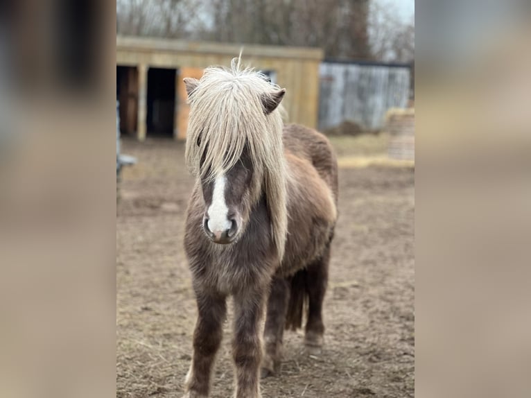 Pony Islandese Stallone 3 Anni 137 cm in Blunk